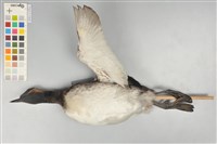 藏品(黑頸鸊鷉)的圖片